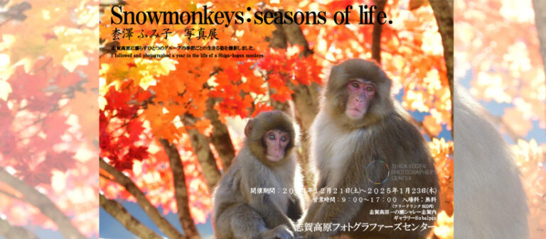 枩澤ふみ子 写真展「Snowmonkeys:seasons of life.」